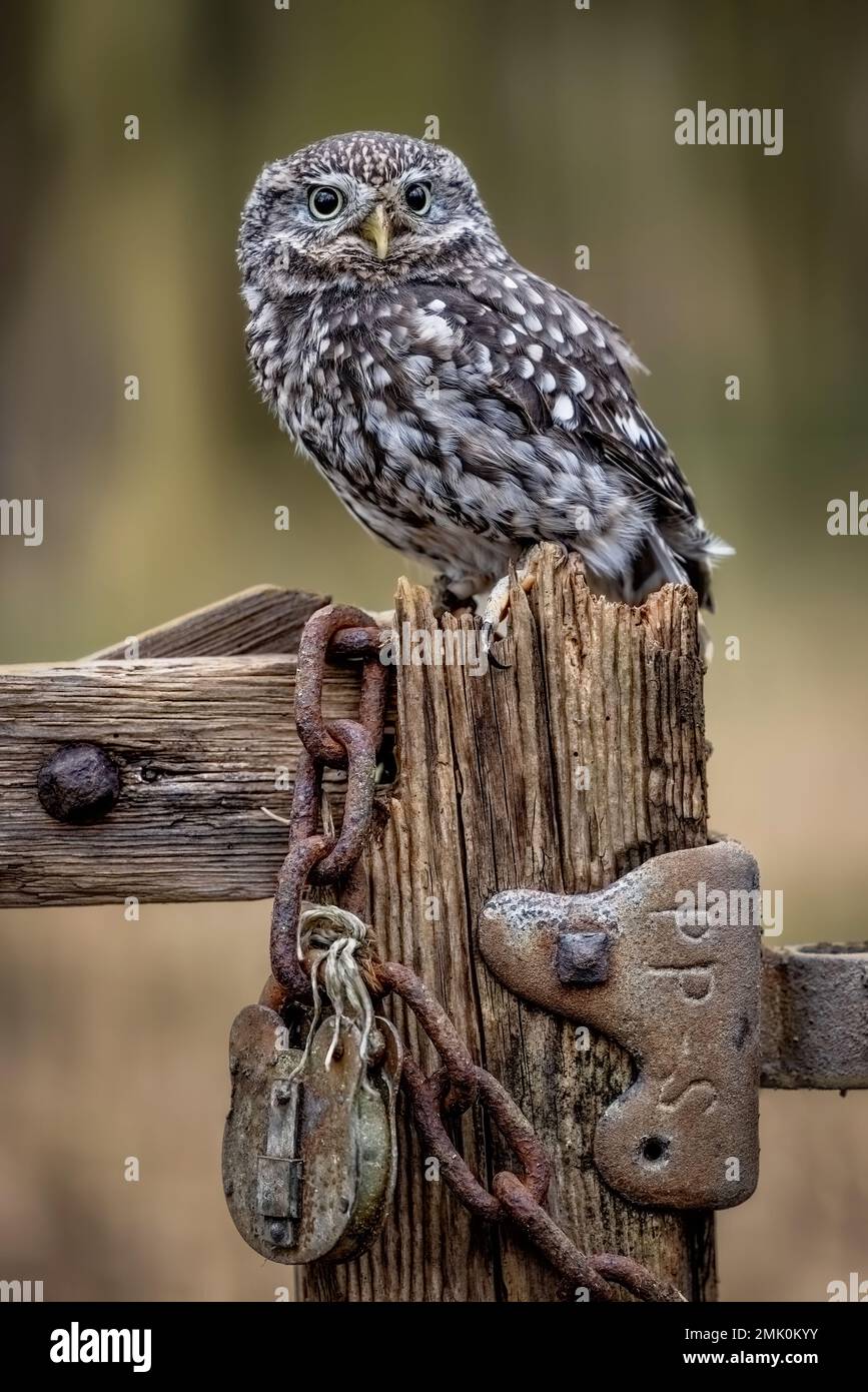 Little Owl, faune au Royaume-Uni. Un petit hibou regardant la caméra. Oiseau de proie camouflé Banque D'Images