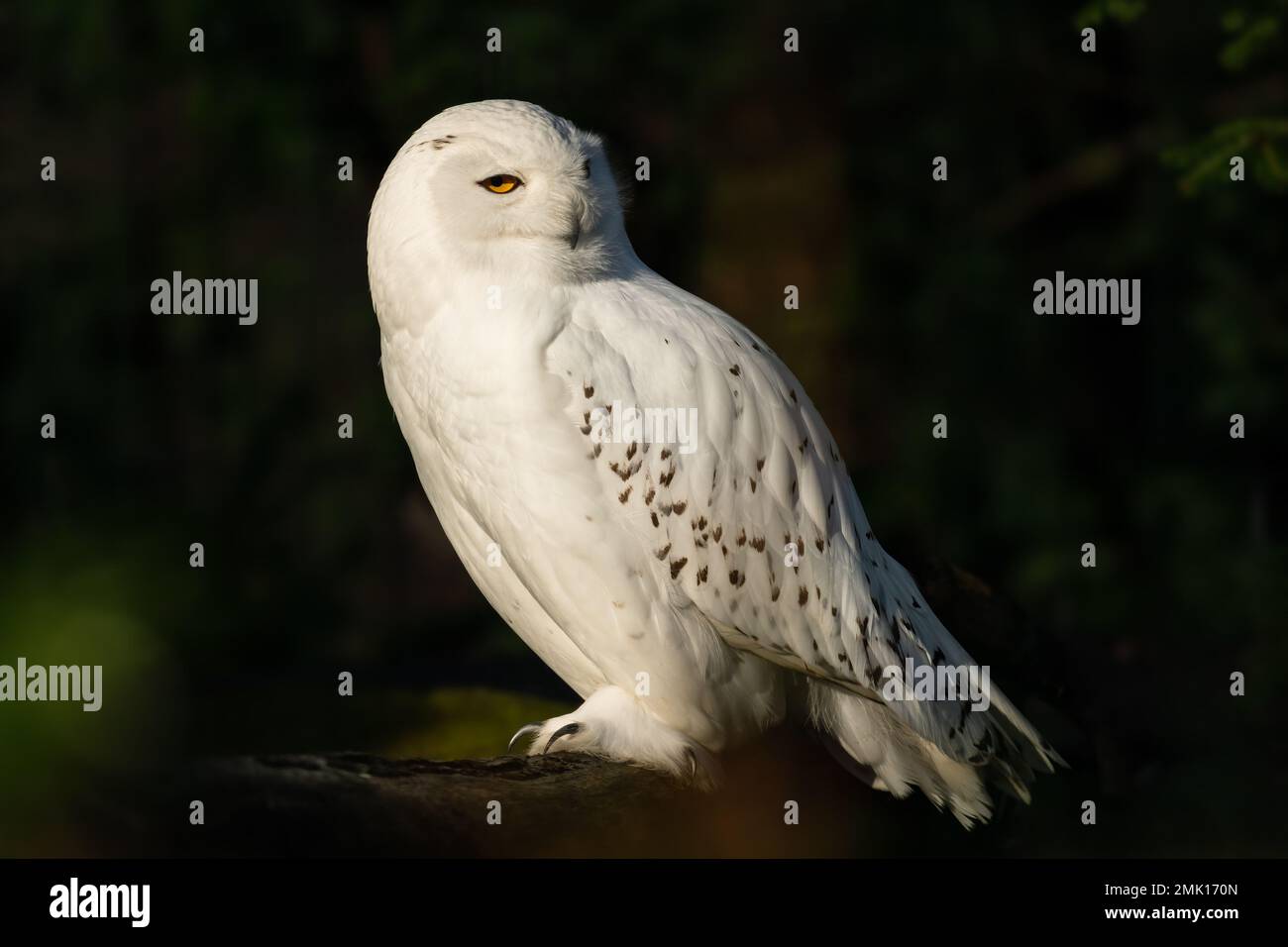 Hibou des neiges - Bubo scandiacus, magnifique hibou blanc des forêts et des forêts scandinaves, Norvège. Banque D'Images