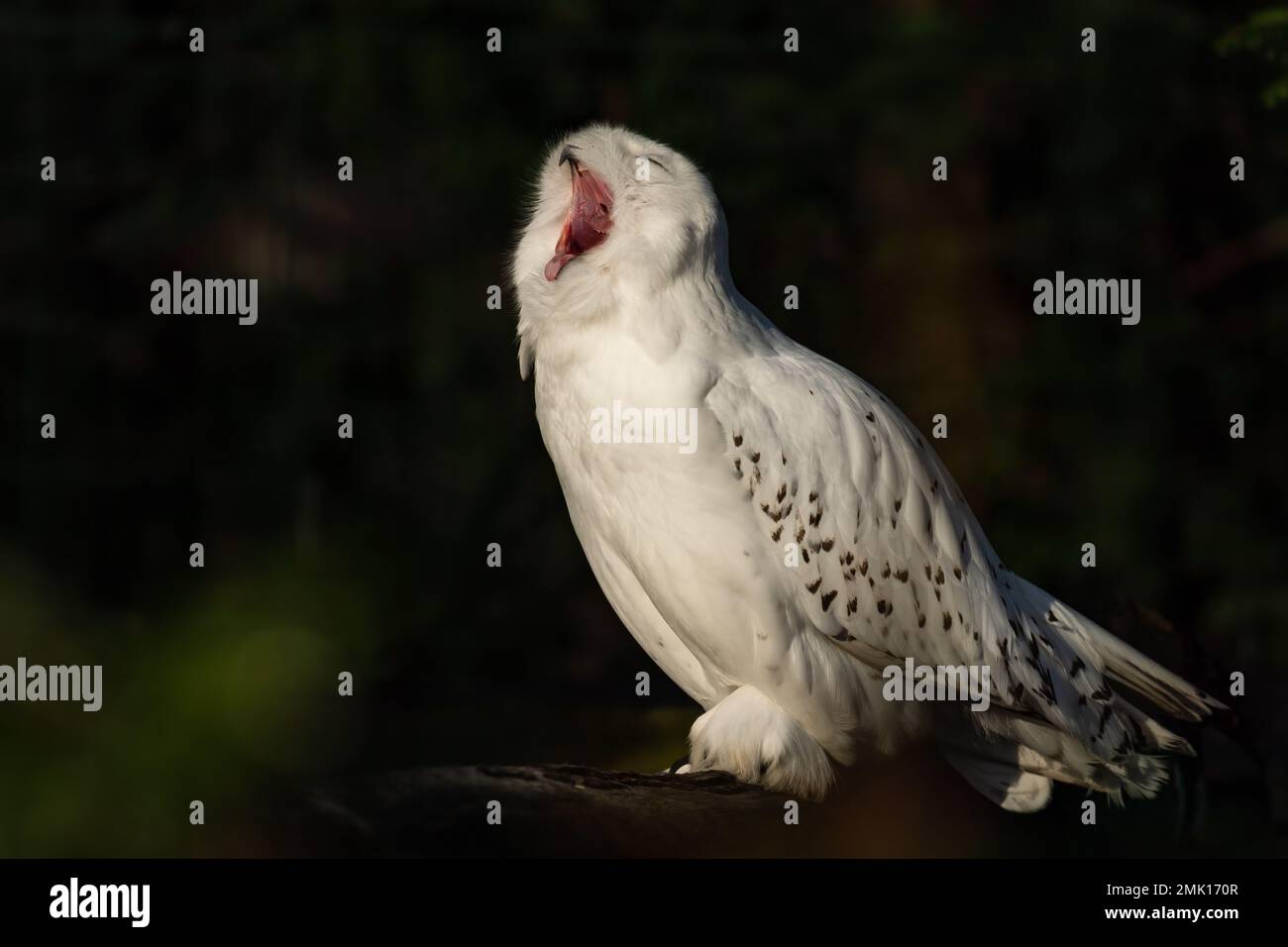 Hibou des neiges - Bubo scandiacus, magnifique hibou blanc des forêts et des forêts scandinaves, Norvège. Banque D'Images