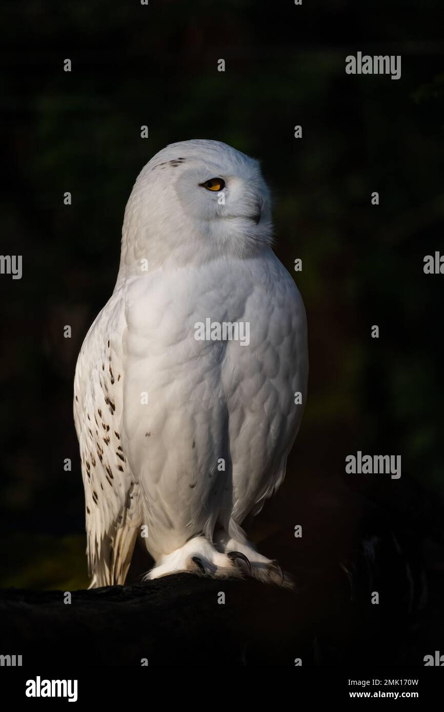 Hibou des neiges - Bubo scandiacus, magnifique hibou blanc des forêts et des forêts scandinaves, Norvège. Banque D'Images