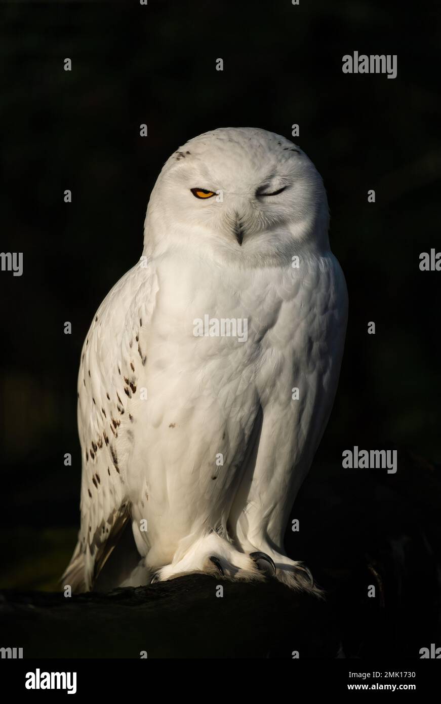 Hibou des neiges - Bubo scandiacus, magnifique hibou blanc des forêts et des forêts scandinaves, Norvège. Banque D'Images