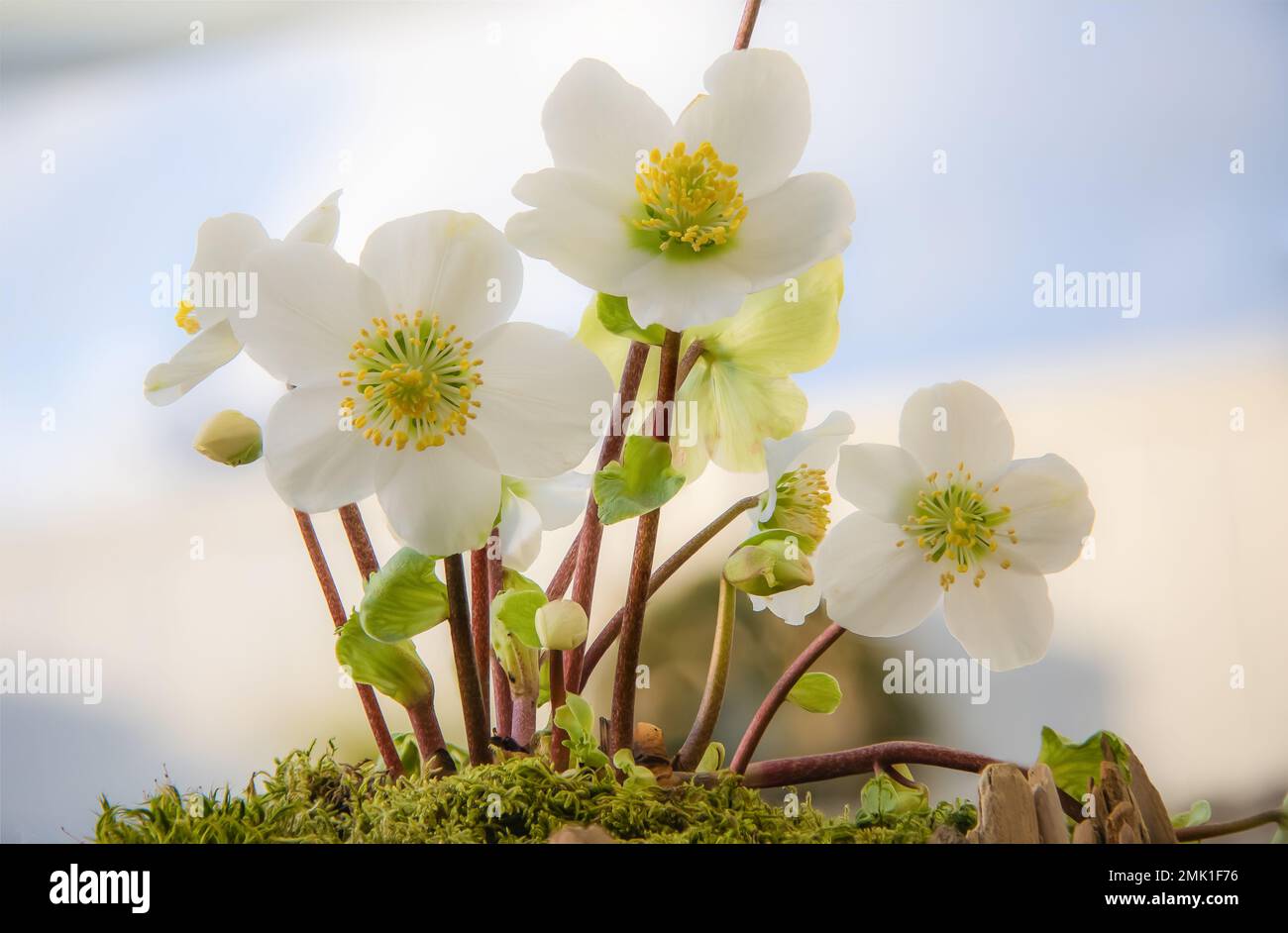 Gros plan des roses blanches de Noël (Helleborus niger) Banque D'Images