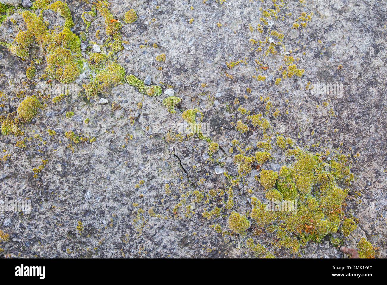 mur en béton avec des fissures et surgrossi avec de la mousse Banque D'Images