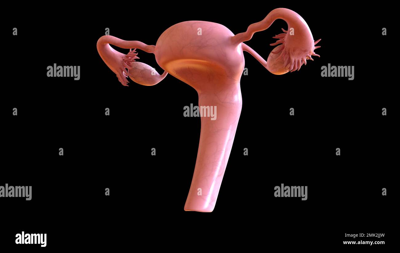 Anatomie de l'appareil reproducteur féminin utérus pour l'illustration