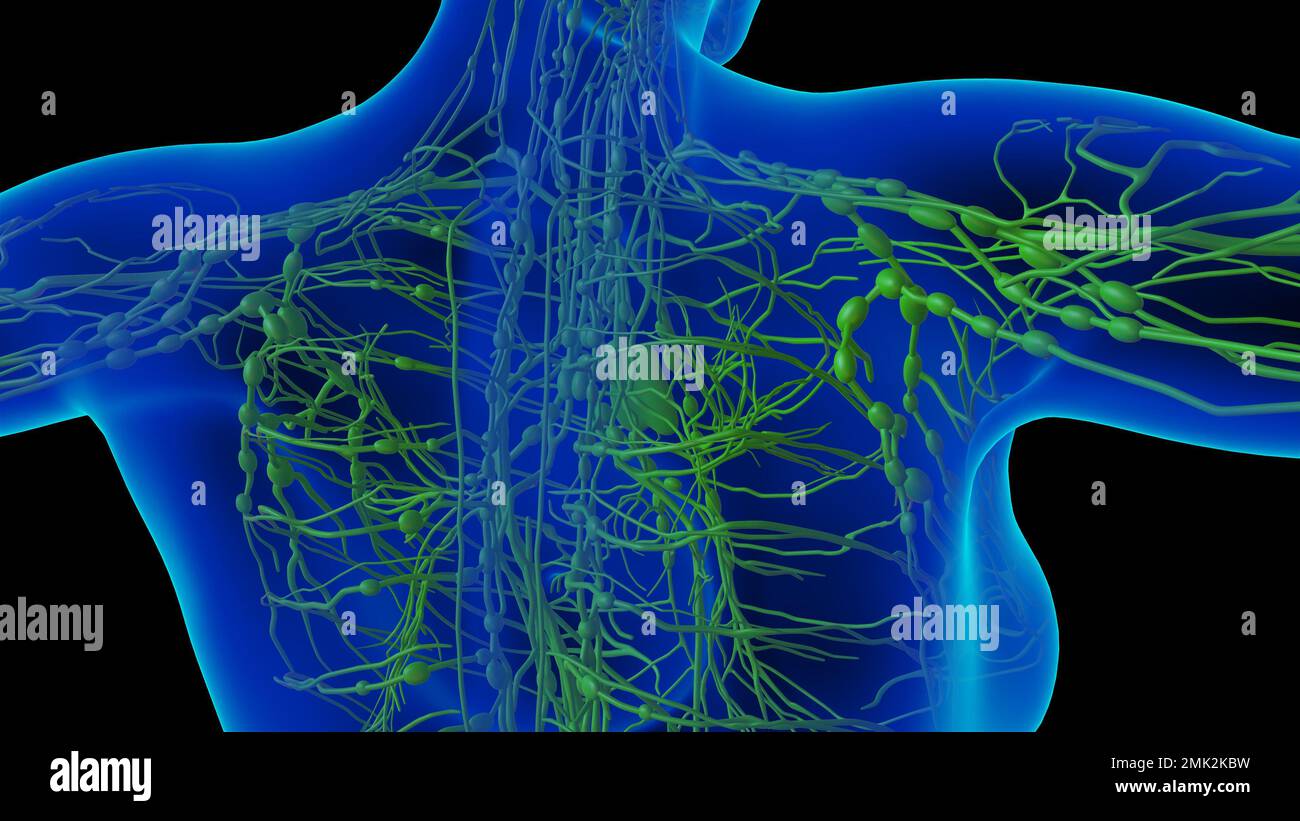 Anatomie Des Ganglions Lymphatiques Humains Pour L Illustration Du Concept Médical 3d Photo