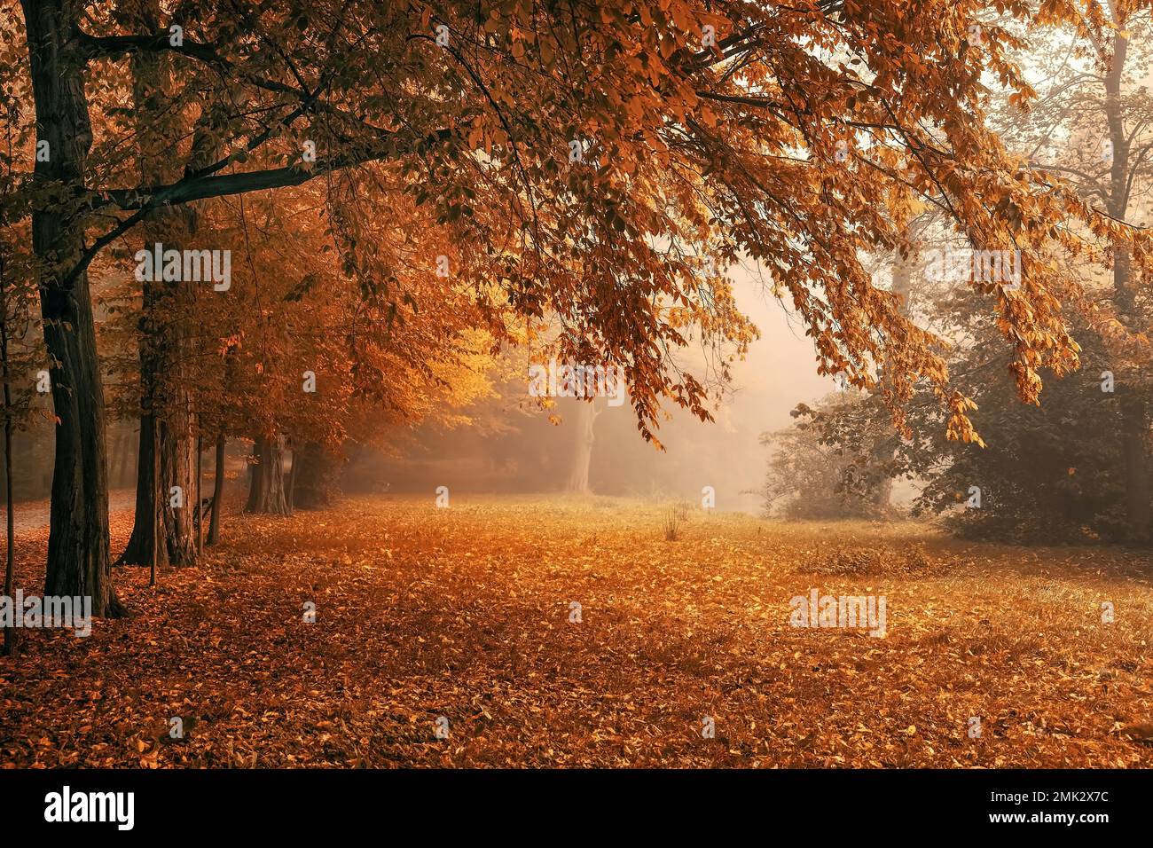 Arbres d'allée d'automne Banque D'Images