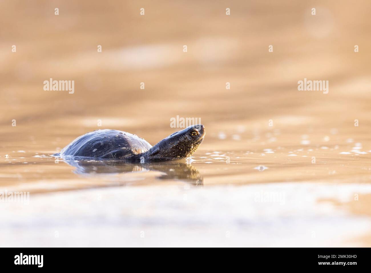 La tortue d'étang européenne, l'étang européen terrapin, la tortue d'étang européenne (Emys orbicularis). Banque D'Images