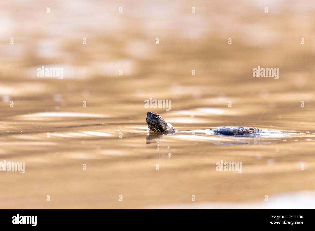 La tortue d'étang européenne, l'étang européen terrapin, la tortue d'étang européenne (Emys orbicularis). Banque D'Images