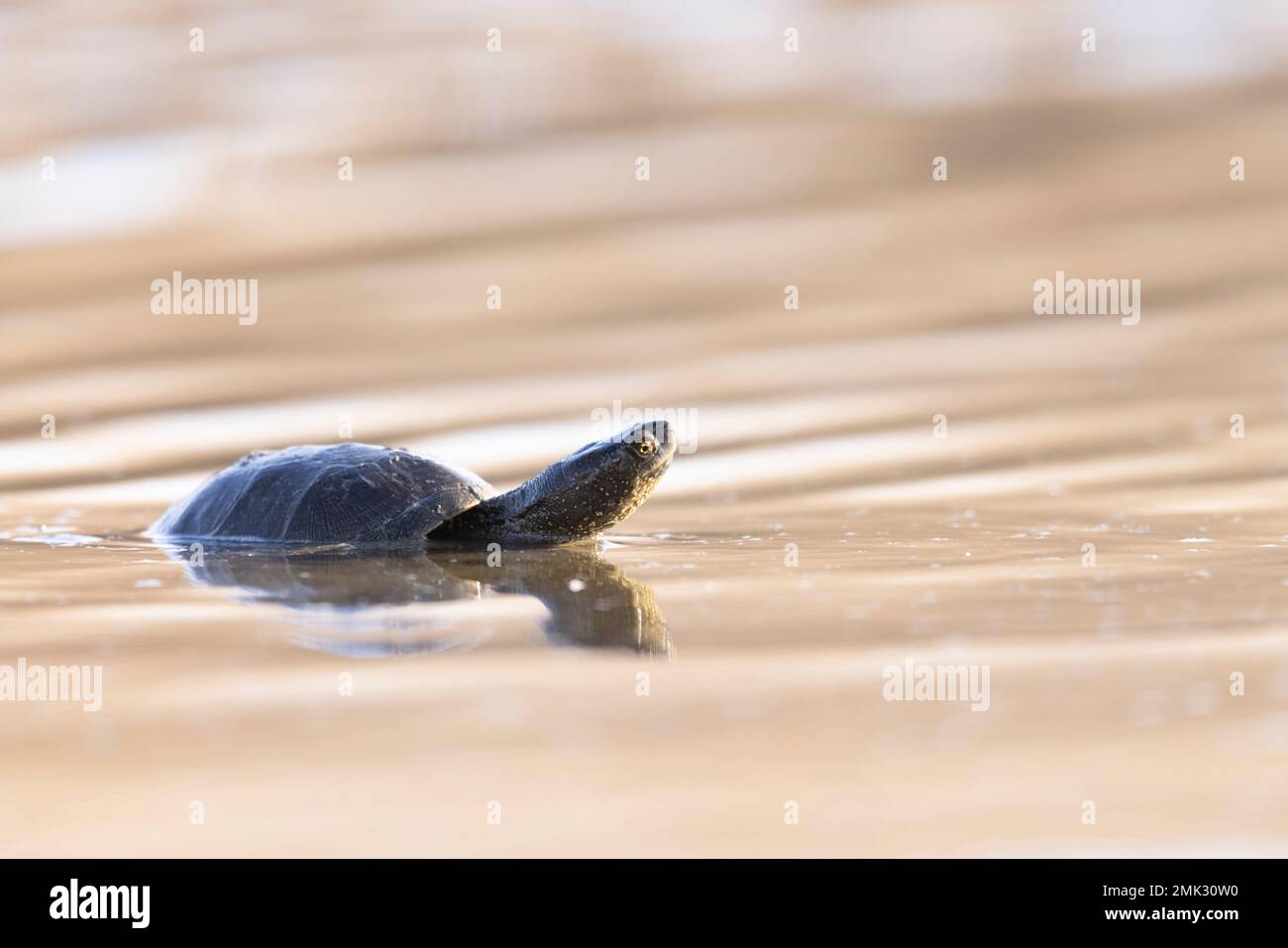 La tortue d'étang européenne, l'étang européen terrapin, la tortue d'étang européenne (Emys orbicularis). Banque D'Images