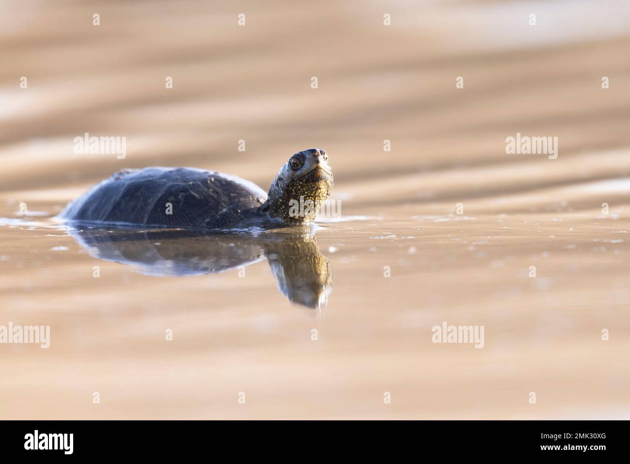 La tortue d'étang européenne, l'étang européen terrapin, la tortue d'étang européenne (Emys orbicularis). Banque D'Images