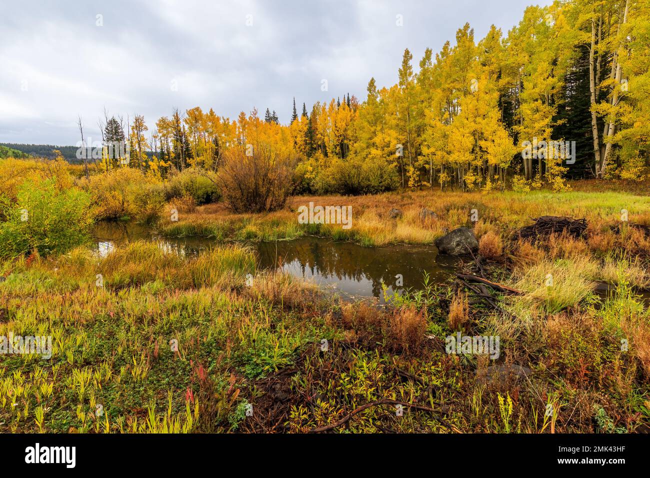 Paysage d'automne du Colorado Banque D'Images