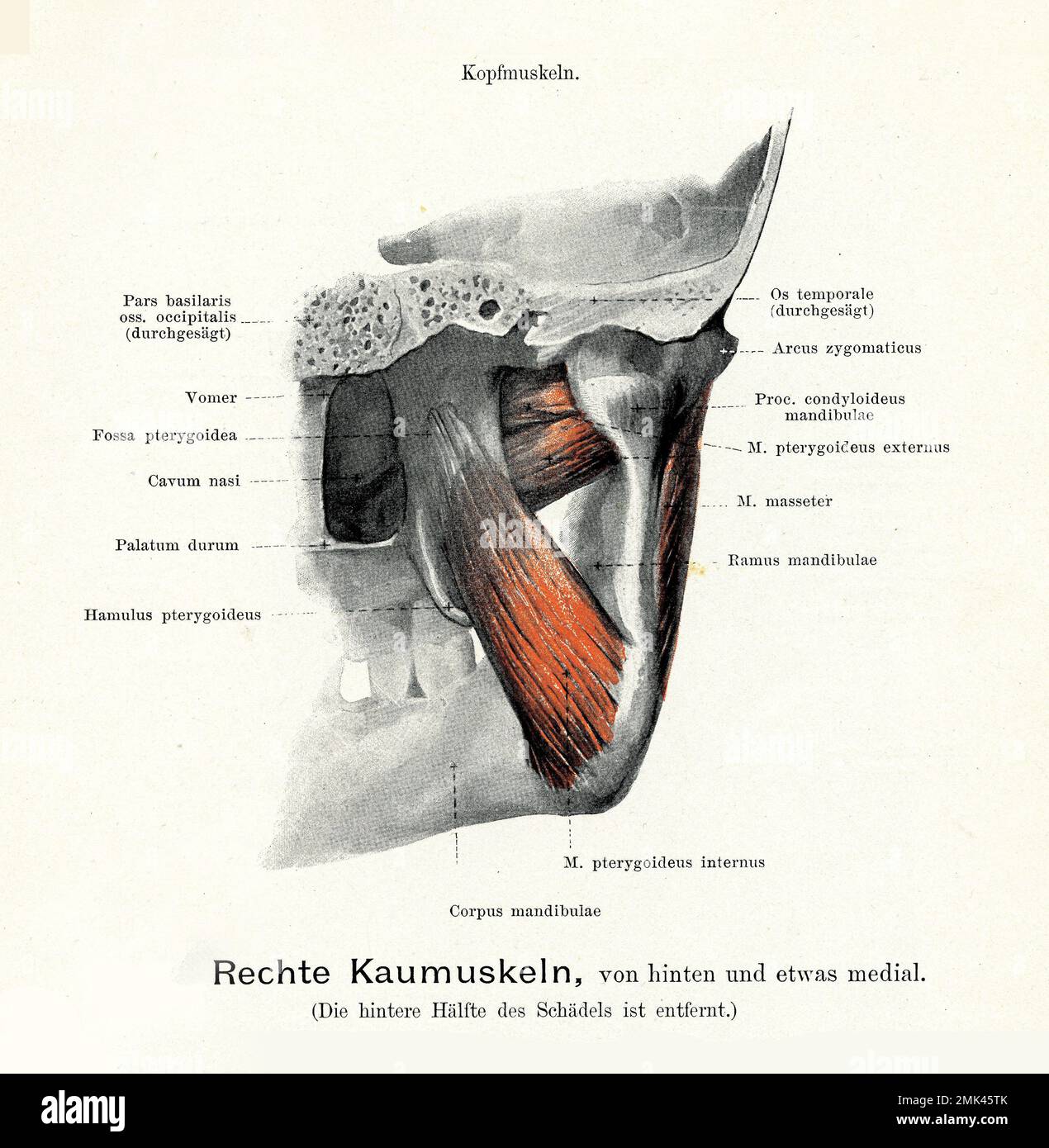 Illustration ancienne des muscles de la mastication vue arrière-médiale, avec des descriptions anatomiques allemandes Banque D'Images