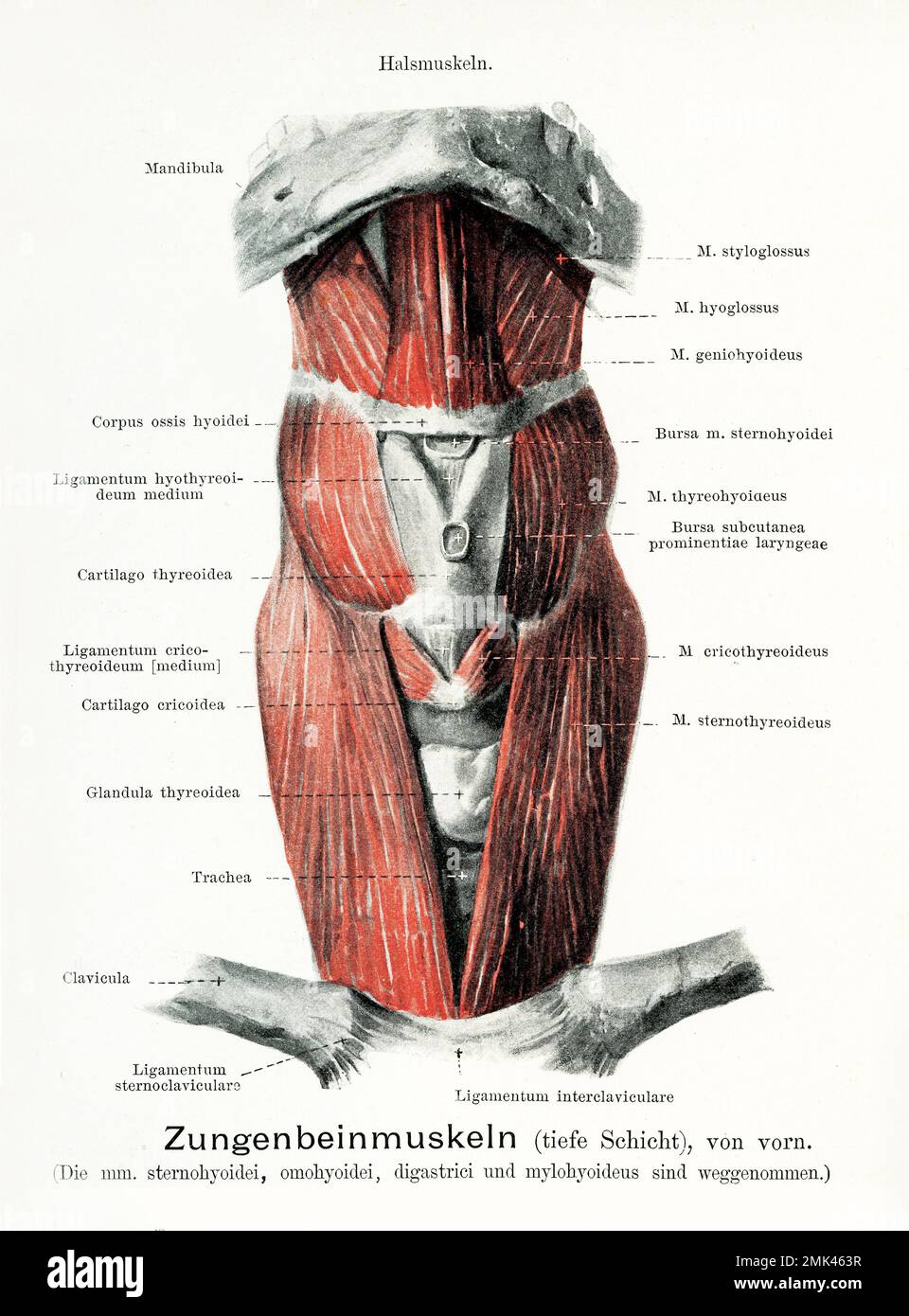 Illustration ancienne de l'anatomie de la bouche, vue frontale des muscles hyoïdes avec descriptions anatomiques allemandes Banque D'Images