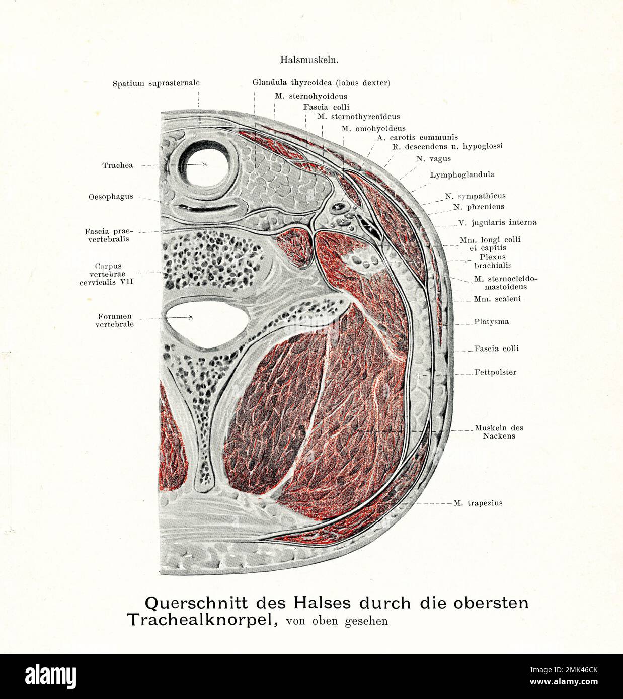 Illustration ancienne de l'anatomie de la section transversale de la gorge et des cartilages trachéaux supérieurs, vue de dessus, avec descriptions anatomiques allemandes Banque D'Images