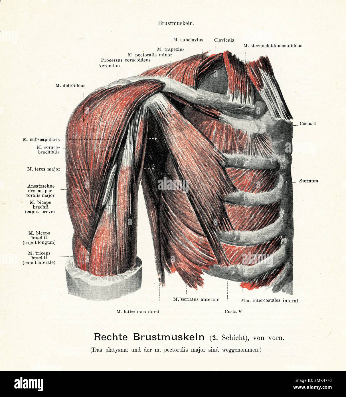 Illustration vintage de la couche musculaire pectorale 2 reliant la poitrine à la partie supérieure du bras et de l'épaule, avec des descriptions anatomiques allemandes Banque D'Images