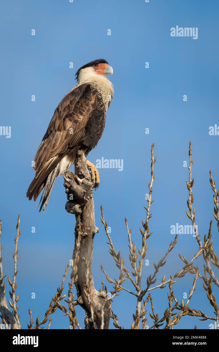 Crested Caracara sur une succursale Banque D'Images