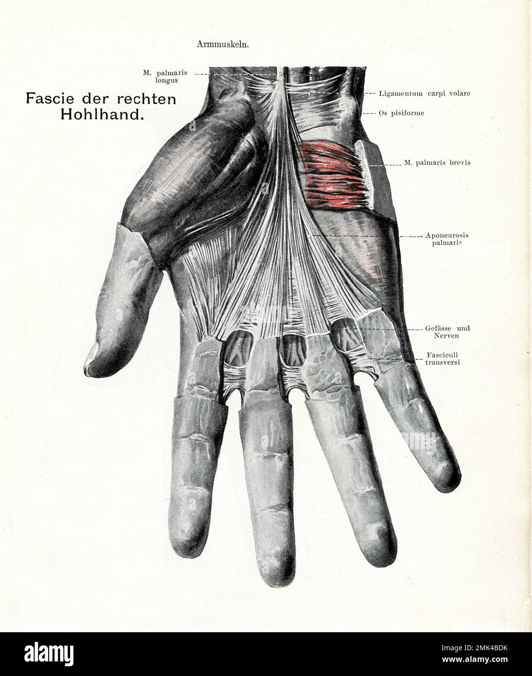 Illustration ancienne de l'anatomie des muscles Fascie et interossei, paume droite avec descriptions anatomiques allemandes Banque D'Images