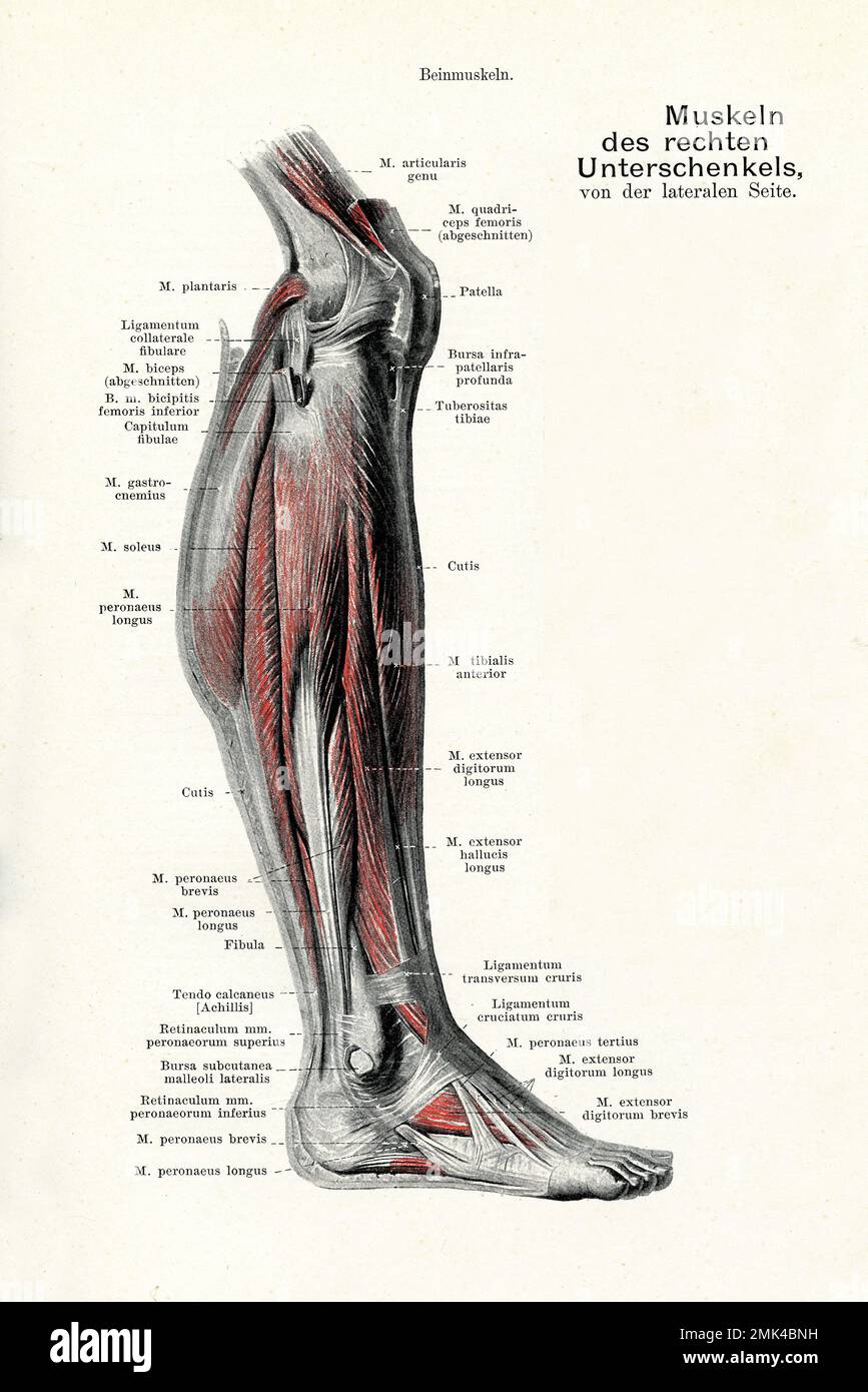 Illustration ancienne de l'anatomie musculature de la vue latérale de la jambe inférieure, avec des descriptions anatomiques allemandes Banque D'Images