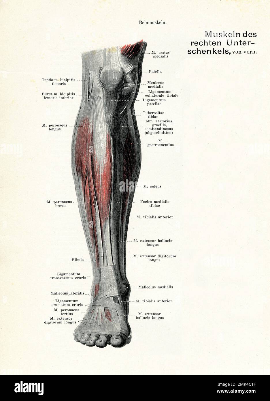 Illustration ancienne de l'anatomie musculature de la vue frontale de la jambe inférieure, avec des descriptions anatomiques allemandes Banque D'Images