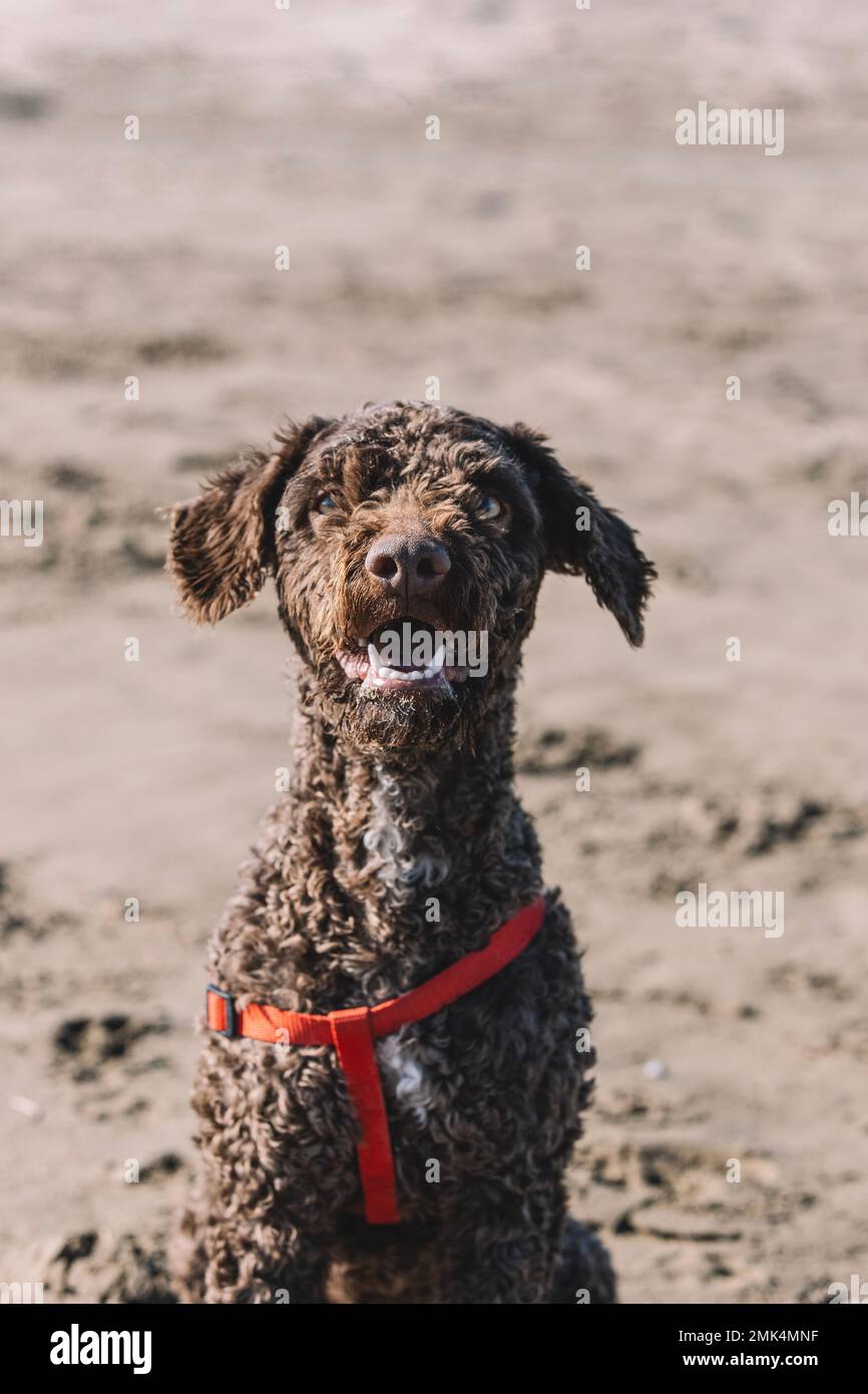 Portrait d'un jeune chien d'eau espagnol assis sur le sable. Banque D'Images
