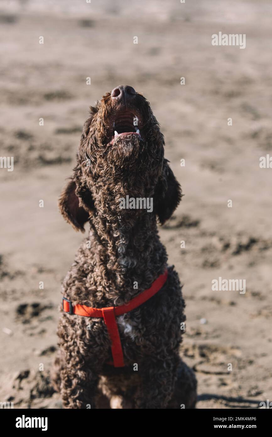 Portrait d'un drôle de chien d'eau espagnol aboyant sur le sable Banque D'Images