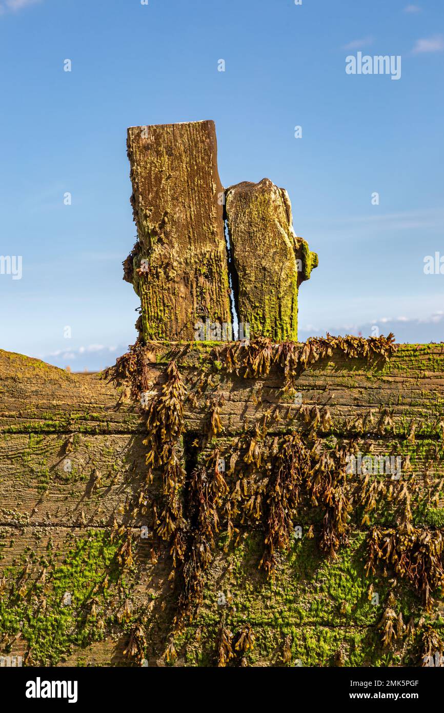 Une groyne patientée à Camber Sands dans East Sussex Banque D'Images