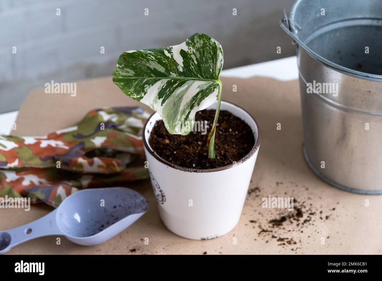 Pousse enracinée de la philodendron Monstera Alba pour l'empotage. Propagation de plantes domestiques, boutures et culture Banque D'Images