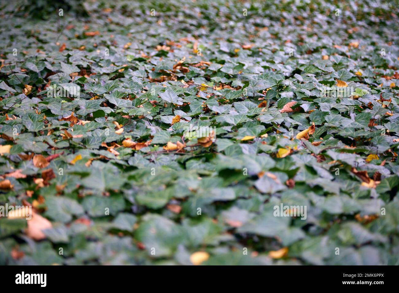 La plante à fleurs du genre européen de lierre en automne. Banque D'Images