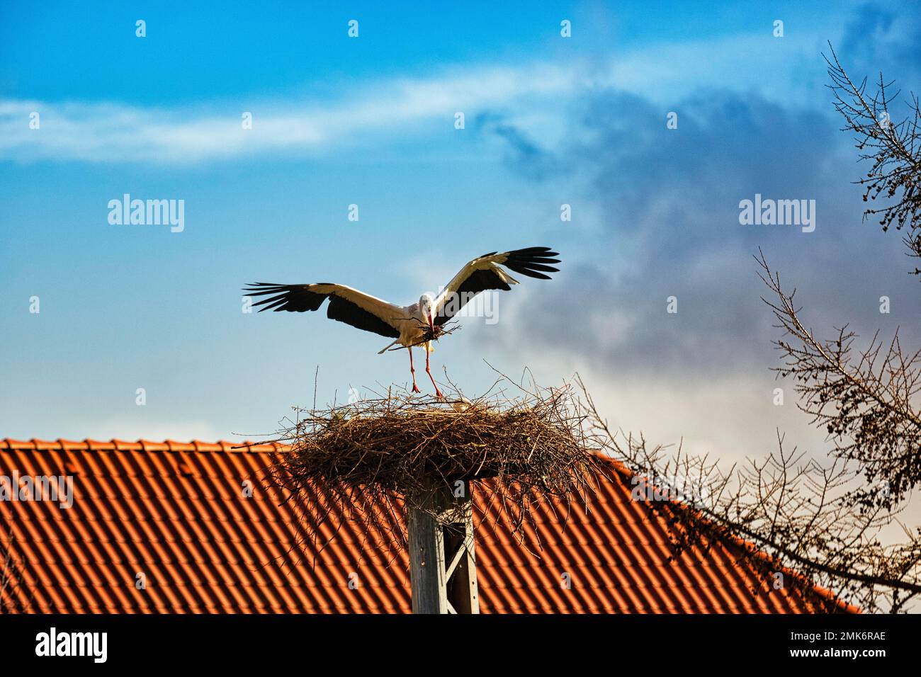 White Stork (Ciconia ciconia) débarquant sur un nid, matériel de nidification dans son bec, Stork Village Elbrinxen, Luegde, parc naturel Teutoburger Wald Banque D'Images