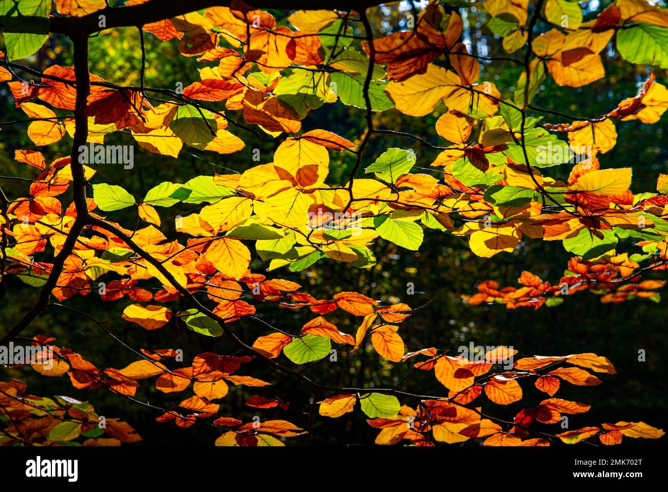 Les feuilles décolorées Autumnally d'un charme (Carpinus betulus) à rétroéclairage, Briesetal, Barnim Nature Park, Brandebourg Banque D'Images
