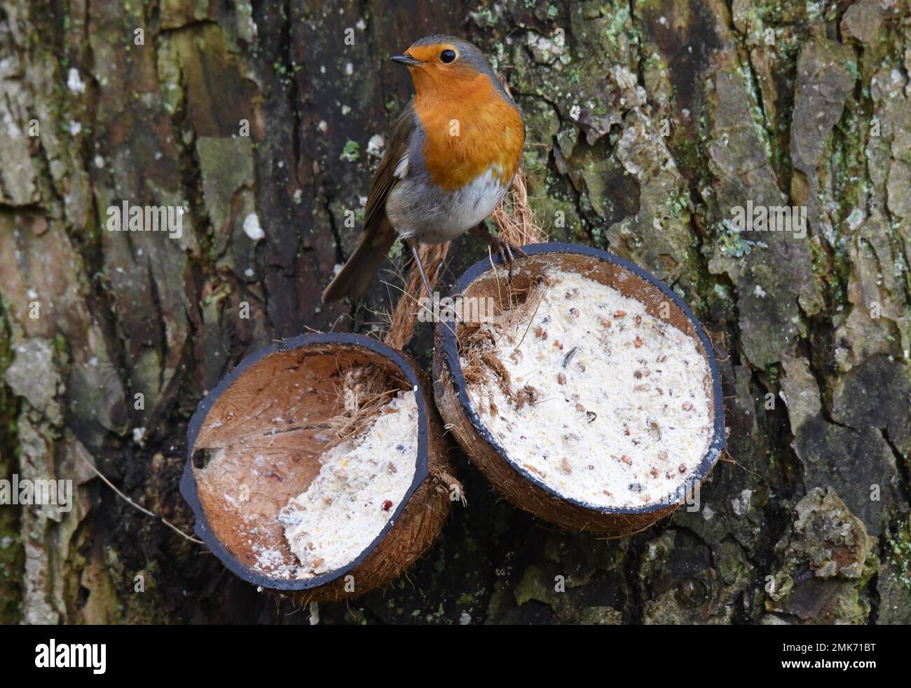 Robin européen (erithacus rubecula) mangeant de la nourriture d'oiseau d'une noix de coco, Allemagne Banque D'Images