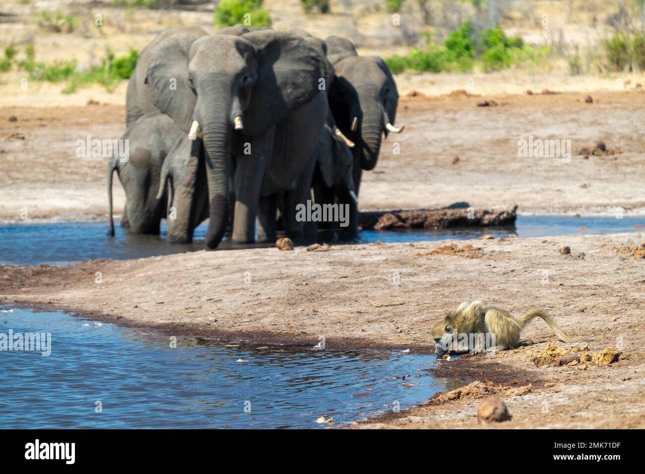 Chacma babouin (Papio ursinus) boire dans un trou d'eau avec des éléphants en arrière-plan, parc national de Hwange, Zimbabwe Banque D'Images