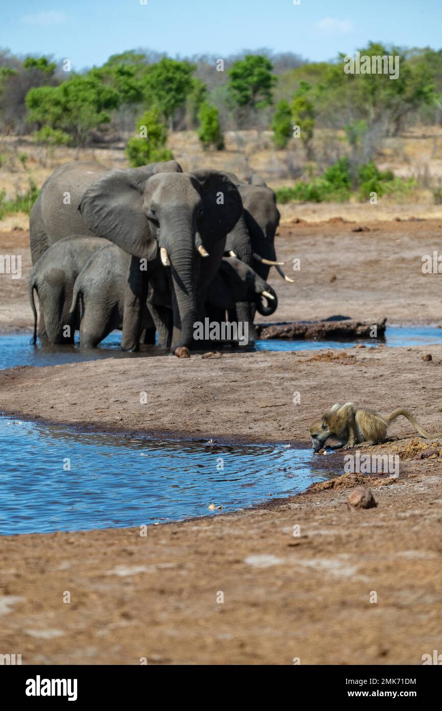 Chacma babouin (Papio ursinus) boire dans un trou d'eau avec des éléphants en arrière-plan, parc national de Hwange, Zimbabwe Banque D'Images