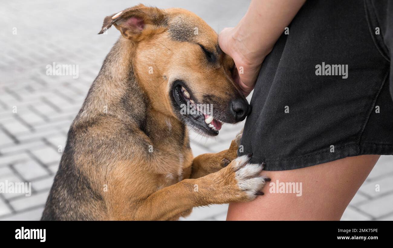 adorable abri pour chien montrant de l'affection. Photo haute résolution Banque D'Images