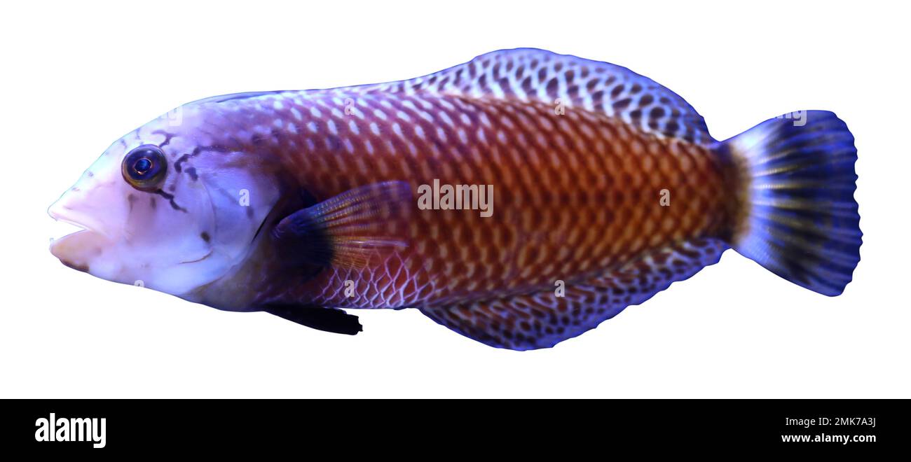 Magnifique poisson tropical lumineux sur fond blanc Banque D'Images