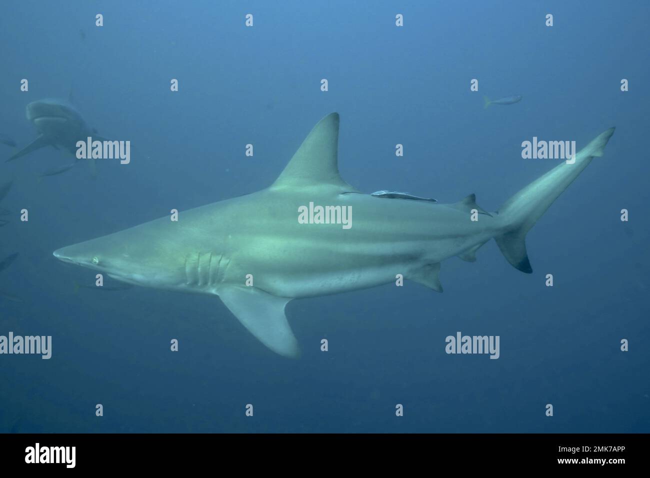 Requin noir (Carcharhinus limbatus), site de plongée de Protea Banks, Margate, KwaZulu Natal, Afrique du Sud Banque D'Images