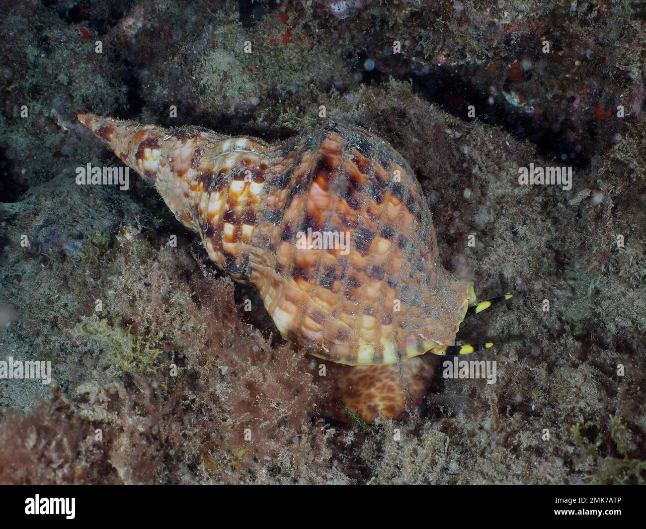 triton atlantique (Charonia variegata), site de plongée de la réserve marine d'El Cabron, Arinaga, Gran Canaria, Espagne, Océan Atlantique Banque D'Images