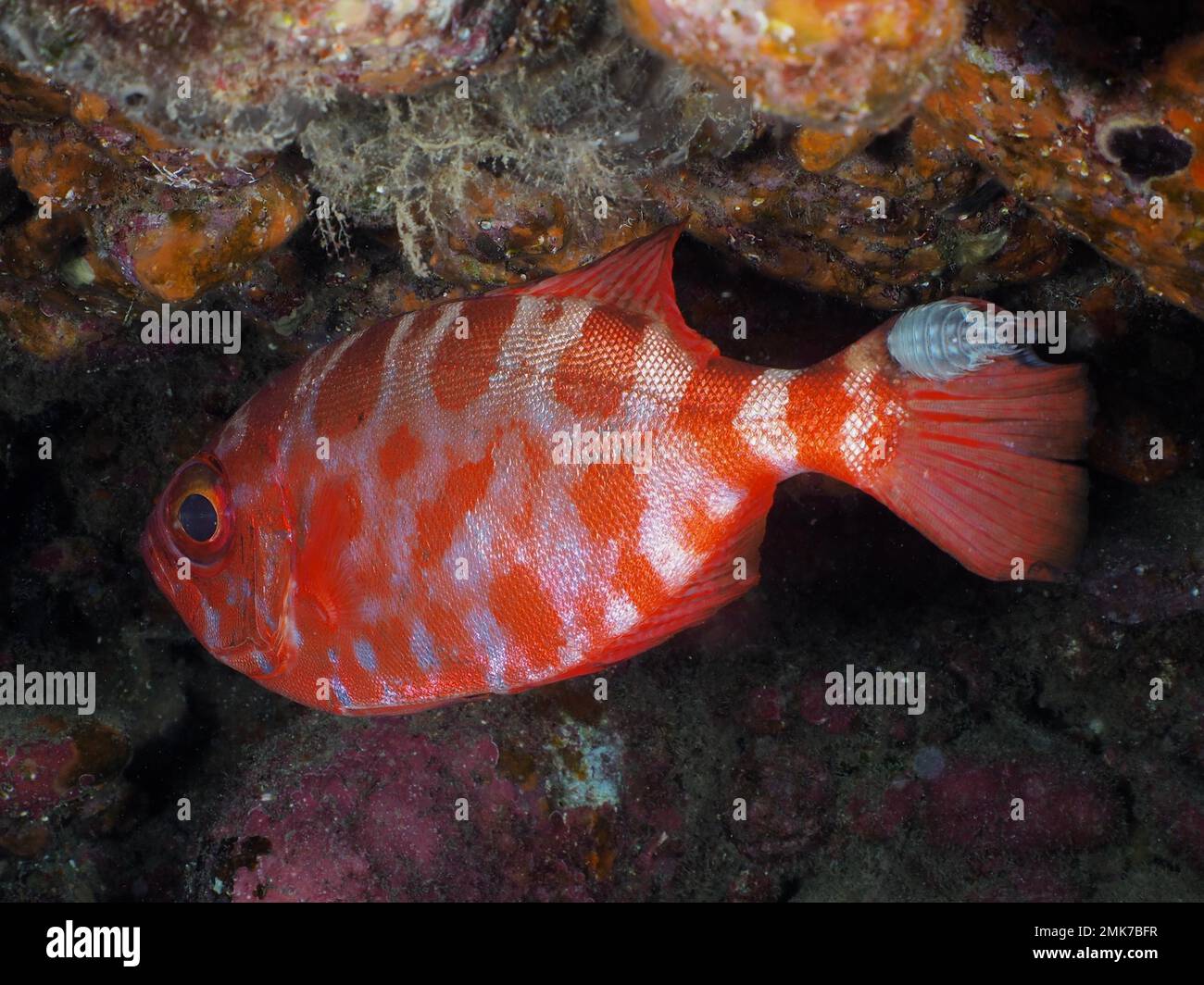 Vivaneau de la glassite à l'oeil bigole (Heteropriacanthus cruentatus) avec isopode (Anilopra), isopode, parasite, réserve marine du site de plongée El Cabron, Arinaga, Gran Banque D'Images