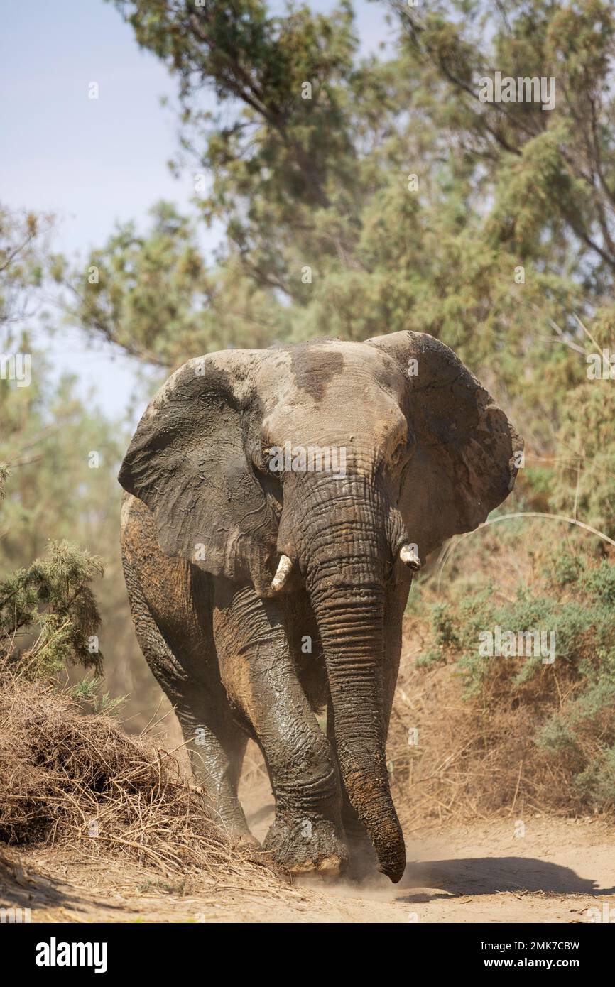 L'éléphant d'Afrique (Loxodonta africana), dit éléphant du désert, taureau dans un lit sec de l'Ugab, Damaraland, Namibie Banque D'Images