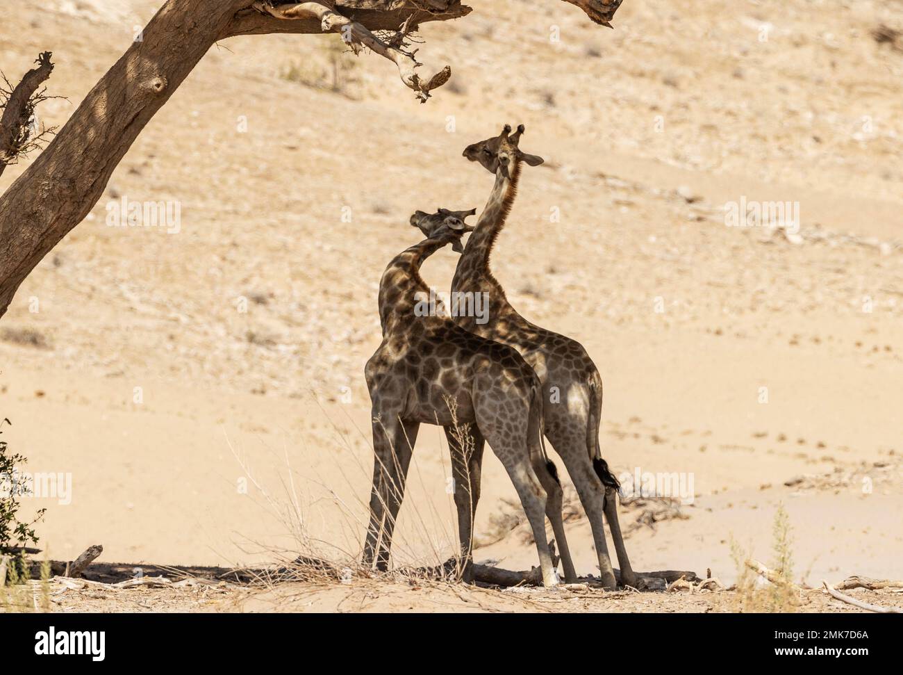 Girafe angolaise (Giraffa giraffa angolensis), jeunes taureaux, querelle à l'ombre d'un acacia au bord du lit sec de la rivière Hoanib Banque D'Images