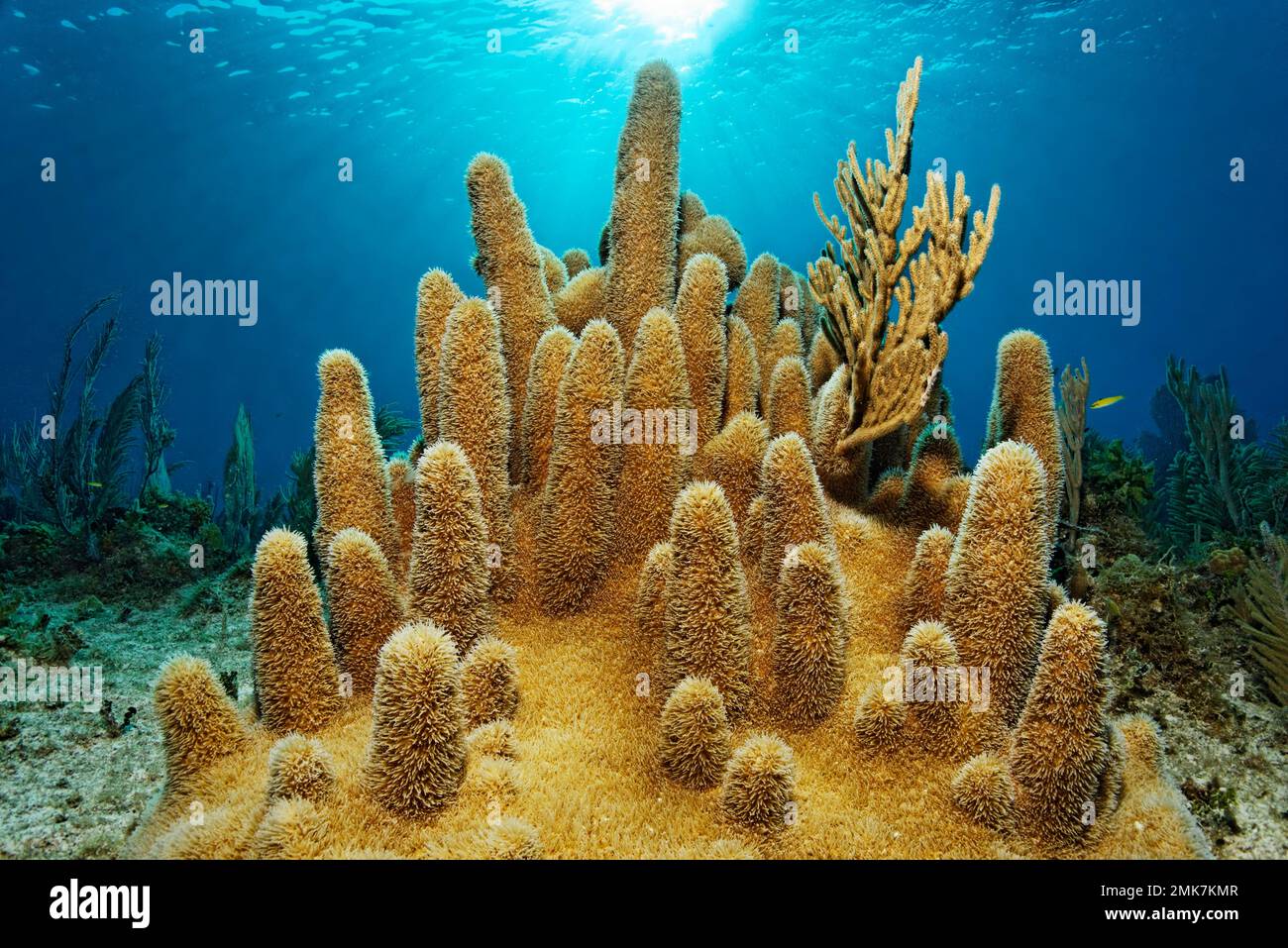 Corail de pilier (Dendrogyra cylindrus) au contre-jour du soleil, Parc national Jardines de la Reina, Mer des Caraïbes, Camagueey et Ciego de Avila Banque D'Images