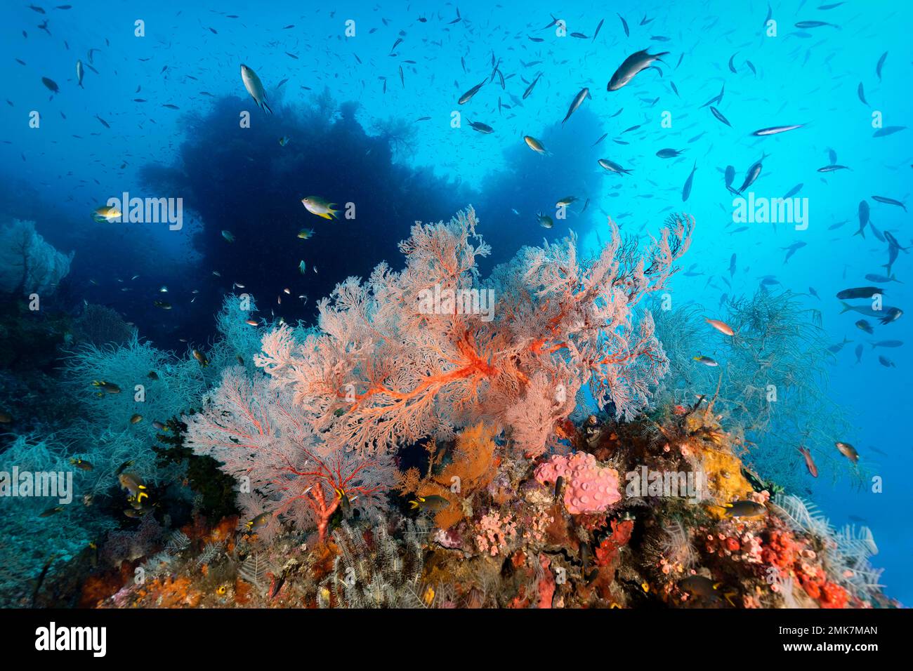 Récif de corail intact, vivant avec un haut de damégoïste et une croissance dense de divers coraux, ventilateur de mer central nodulaire, gorgonien (Melithaea ochracea), rouge Banque D'Images