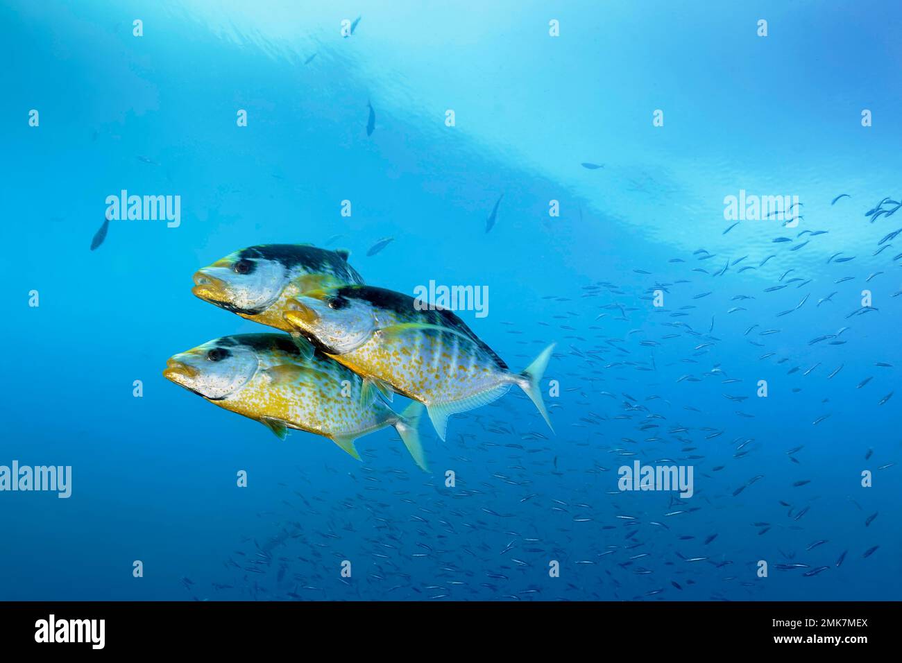 Trois orangés à pois orangés (Carangoides bajad) chassent des proies en mer ouverte, dans l'océan Pacifique, dans la Grande barrière de corail, dans le monde de l'UNESCO Banque D'Images