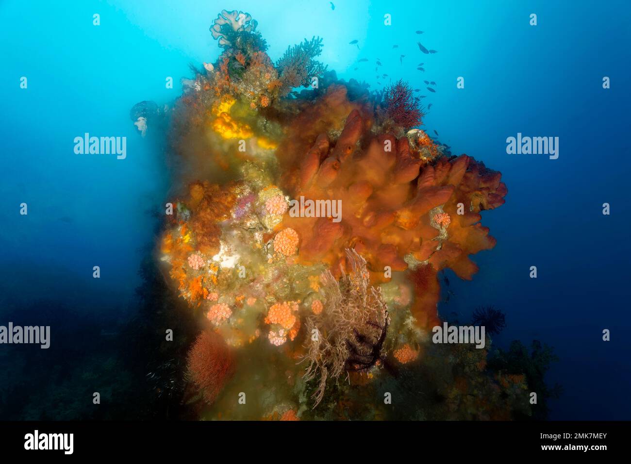 Bloc de corail avec éponge (Jaspis stellifera) marron, en bas à droite, dépôts de spemes laiteux, reproduction asexuée, Océan Pacifique, Grande barrière de corail Banque D'Images