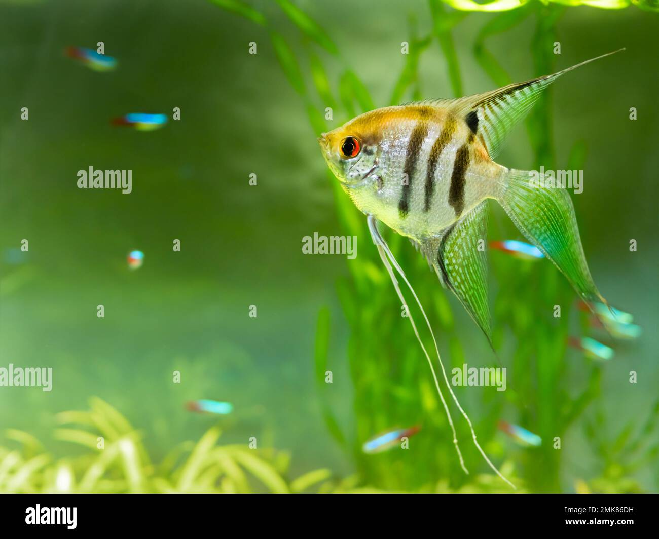 Scallare de Pterophyllum flottant ou angelfish dans le réservoir. Poissons d'aquarium d'eau douce avec des écailles brillantes. Banque D'Images