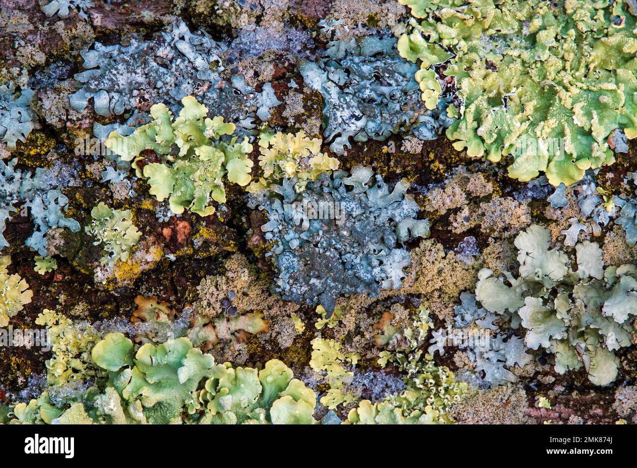Lichens sur un arbre de frêne blanc mort tombé, principalement le Green Shield commun, Flavoparmelia caperata et le Grayshield de Speckled, Punctelia rudecta, Banque D'Images