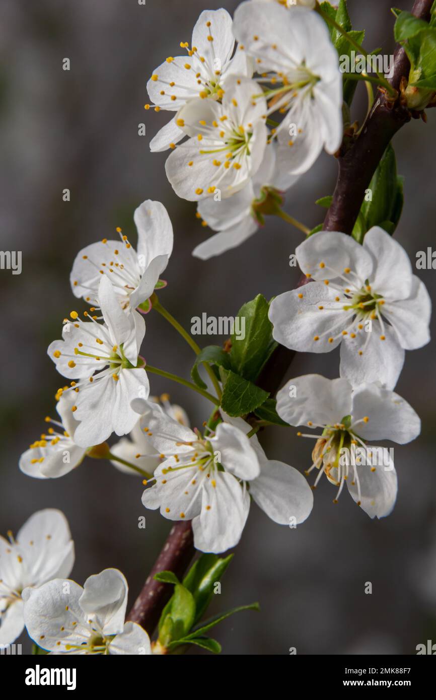 Prunus cerasus fleurs d'arbre à fleurs, groupe de beaux pétales blancs tarte fleurs de cerisier nain en fleur contre ciel bleu en plein soleil. Banque D'Images