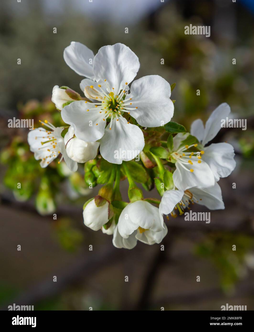 Prunus cerasus fleurs d'arbre à fleurs, groupe de beaux pétales blancs tarte fleurs de cerisier nain en fleur contre ciel bleu en plein soleil. Banque D'Images