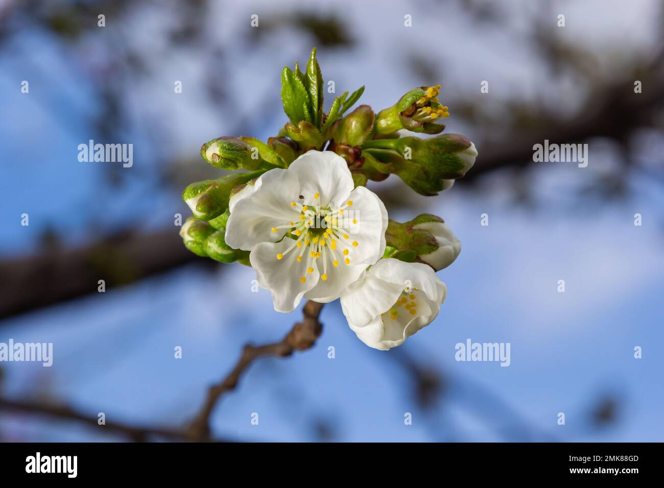 Cerisier fleuri dans le jardin de printemps. Gros plan de fleurs blanches sur un arbre. Arrière-plan du ressort. Banque D'Images