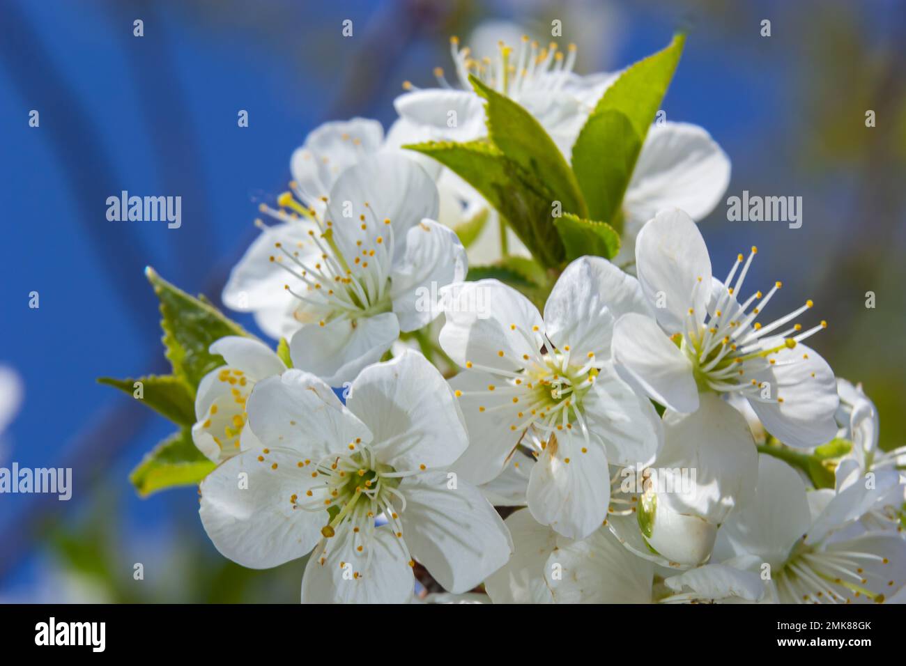 Cerisier fleuri dans le jardin de printemps. Gros plan de fleurs blanches sur un arbre. Arrière-plan du ressort. Banque D'Images